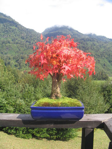 Acer Japonico en hojas de otono sobre el Bosque