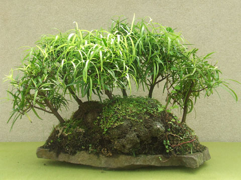 Bosque de Manio de hoja larga