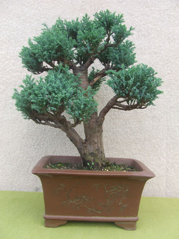 Chamaeciparys Elwoody Lawsoniano