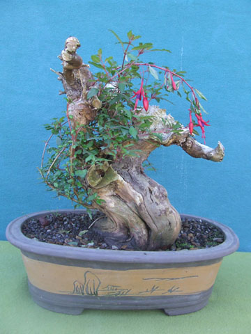 Chilco - Fucsia Chilena