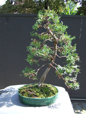 Cipres de la Cordillera 2