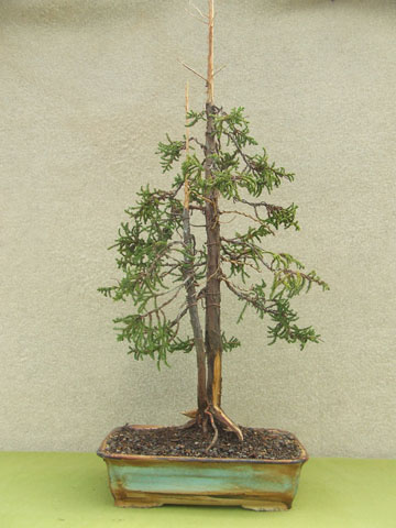 Cipres de las Huaitecas 1