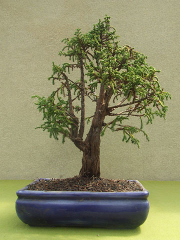 Cipres de las Huaitecas 3