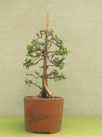 Cipres de las Huaitecas 4