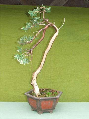 Junipero Variegado 2