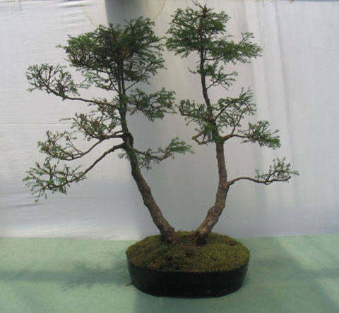 Kriptomeria Japonica