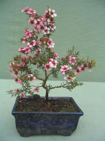 Leptospermum