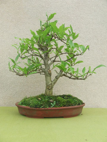 Magnolio Stellata