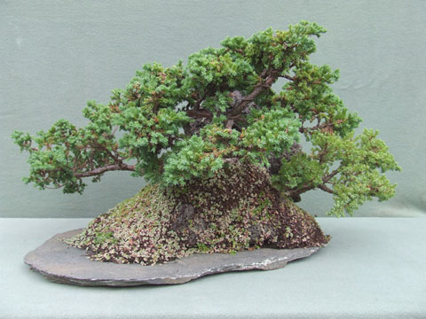 Paisaje de Junipero Procumbens 1