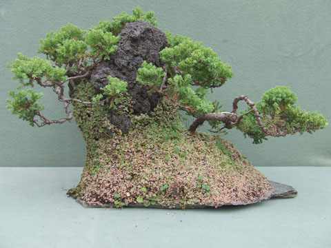 Paisaje de Junipero Procumbens 2