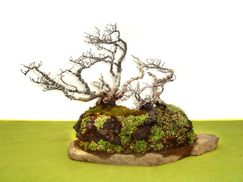 Paisaje-de-Lenga-en-Invierno