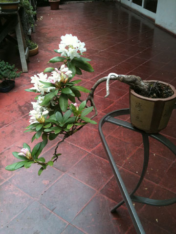 Rododendrum en Cascada