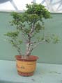 Roble Pellin 2