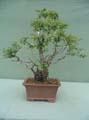 Roble Pellin 6