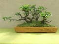Roble Pellin